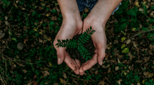 Foto di una ripresa dall’alto di una donna che raccoglie una zolla di terra con dentro una piccola pianta, tenendola tra le mani chiuse a coppa.