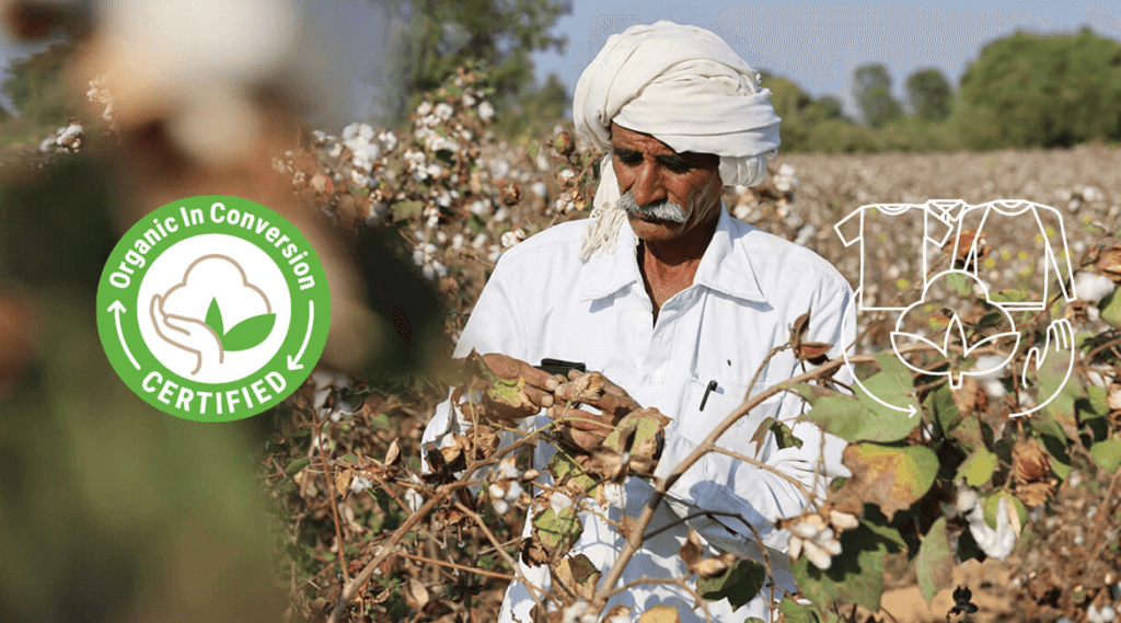 uomo con turbante bianco che raccoglie cotone organico in conversione in un campo di cotone